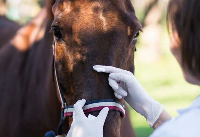 Horse Wound Care 101: How to Manage an Open Wound on a Horse