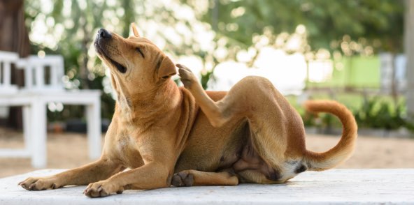 8 Of The Most Common Dog Skin Conditions