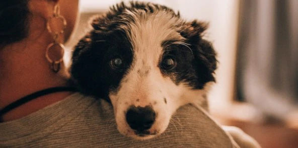 Spaying and Neutering Recovery: How to Care for Your Dog After Surgery