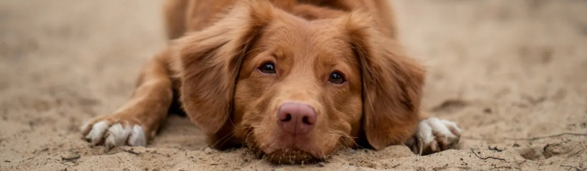 How To Help Manage Open Sores on Dogs