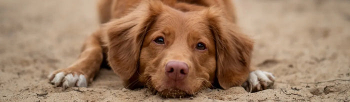 How To Help Manage Open Sores on Dogs
