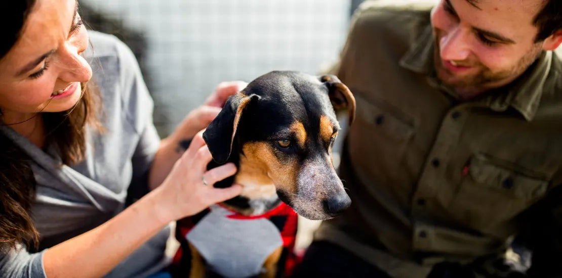 Top 10 Benefits of Hypochlorous Acid Wound Care for Animals