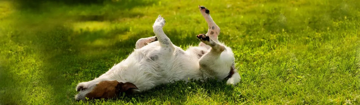 Treating Hot Spots on Dogs