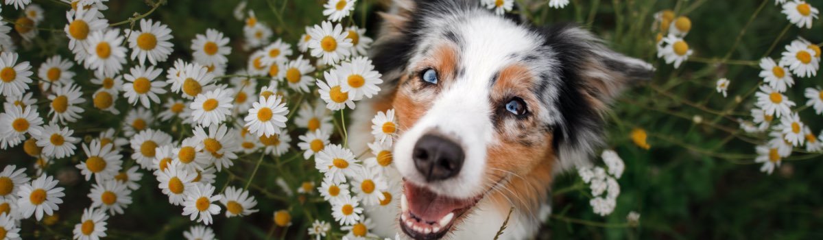 Dog Skin Conditions
