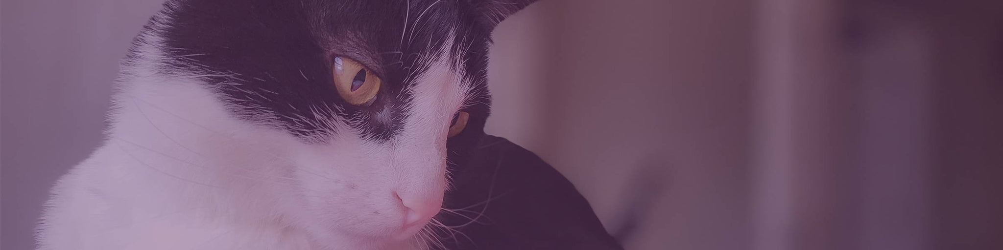 Managing Cat Skin Problems & Conditions